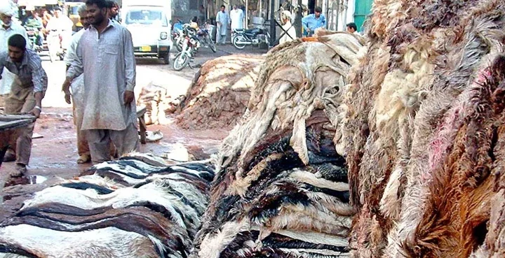 Eidul Adha 2026 — Sindh Issues Strict Rules for Qurbani Hides Collection
