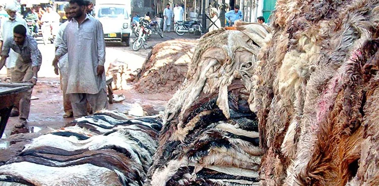Eidul Adha 2026 — Sindh Issues Strict Rules for Qurbani Hides Collection