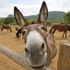 Pakistan's Donkey Count Rises to 6.2 Million — New Livestock Data Reveals