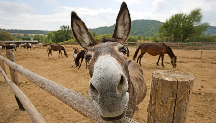 Pakistan's Donkey Count Rises to 6.2 Million — New Livestock Data Reveals