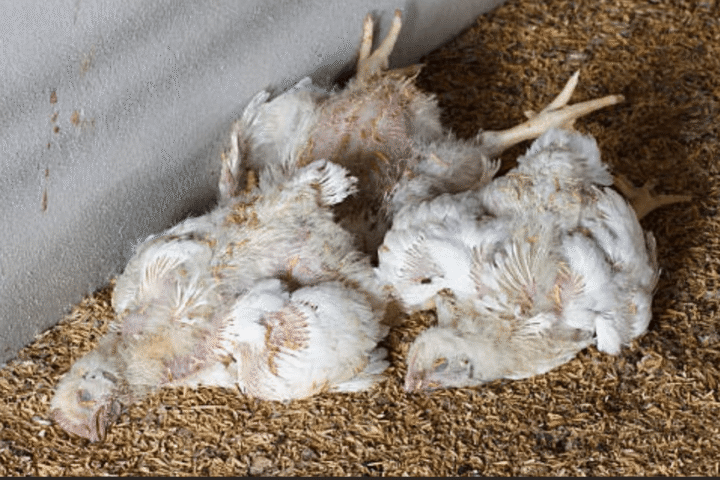Punjab Food Authority Disposes of 18,000kg Fat, 600 Litres Oil and 3,000kg Dead Chickens in Safety Drive