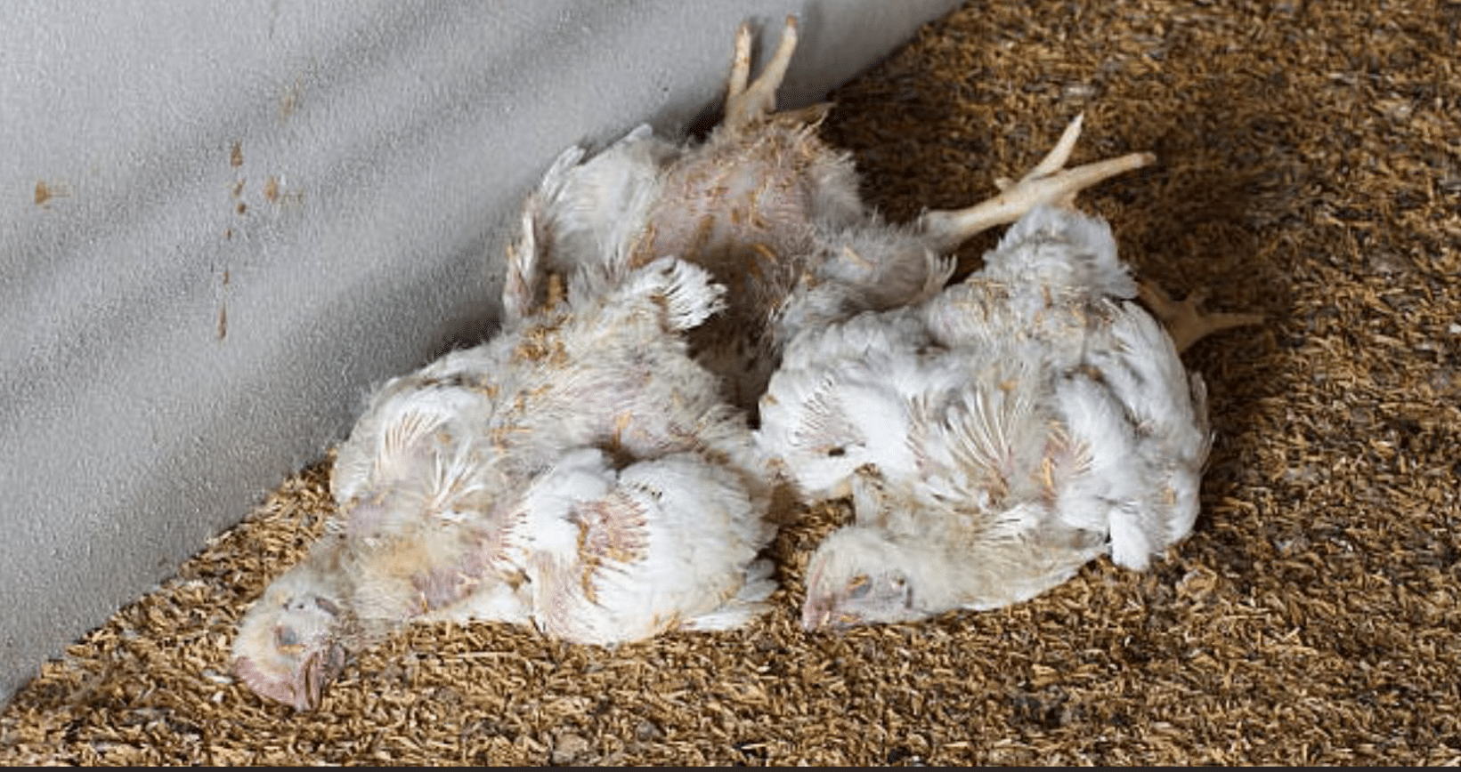 Punjab Food Authority Disposes of 18,000kg Fat, 600 Litres Oil and 3,000kg Dead Chickens in Safety Drive